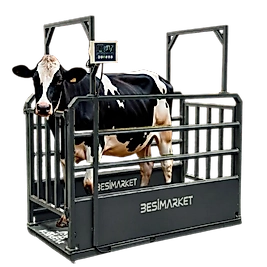 Büyükbaş Hayvan Kantarı - Büyükbaş Baskül - Canlı Hayvan Baskülü - Kantar